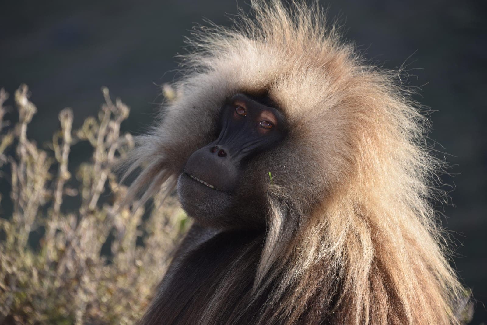 Simien Mountains