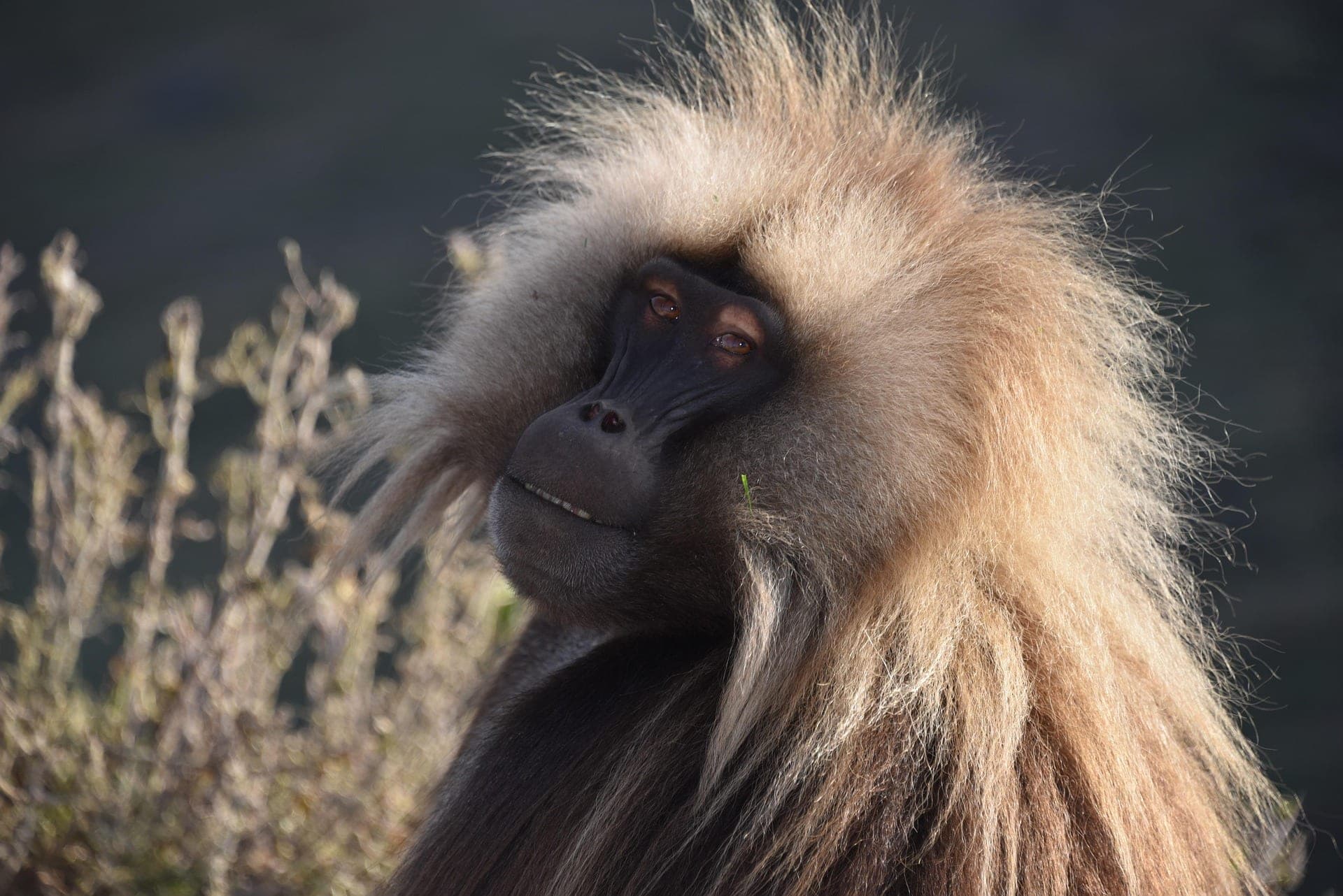 Simien Mountains, Ethiopia